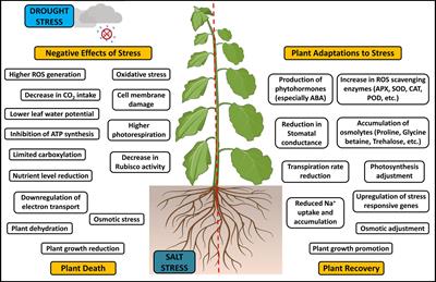 Recent advances in PGPR-mediated resilience toward interactive effects of drought and salt stress in plants